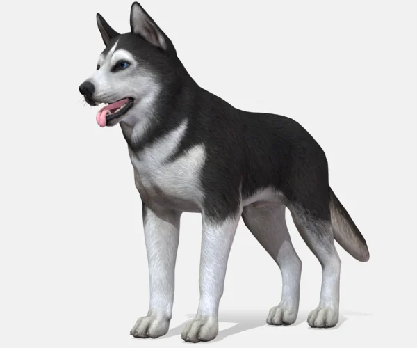 Dog - Husky