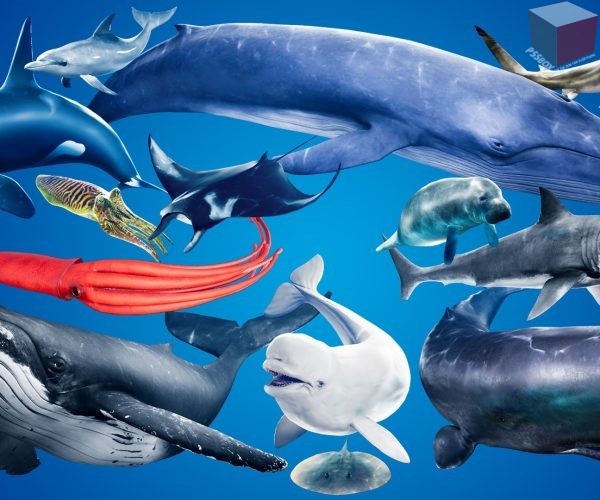 Ocean Animals MEGA Pack