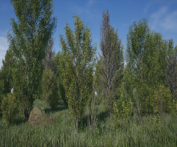 Poplars Pack (Populus nigra f. pyramidalis)